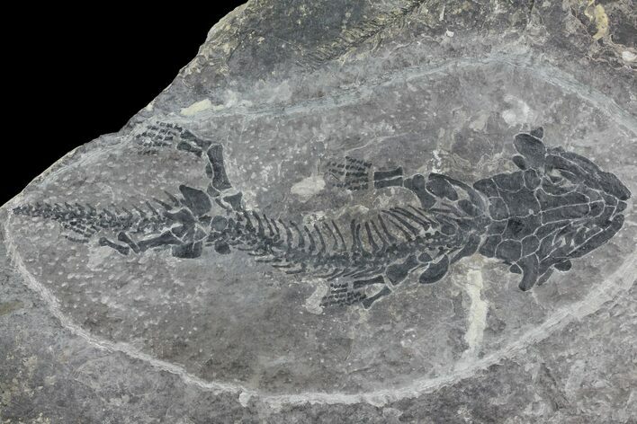 Discosauriscus (Early Permian Reptiliomorph) #76374